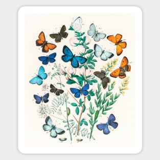 A kaleidoscope of fluttering butterflies and caterpillars (1882) Sticker